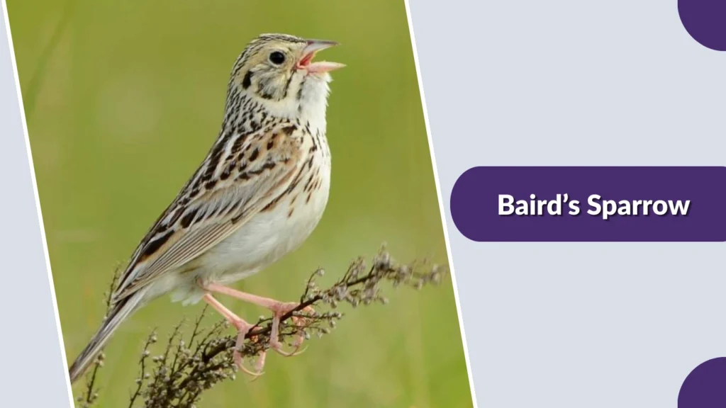Baird’s Sparrow