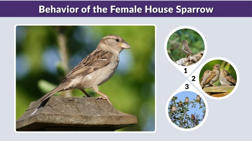 Behavior of the Female House Sparrow