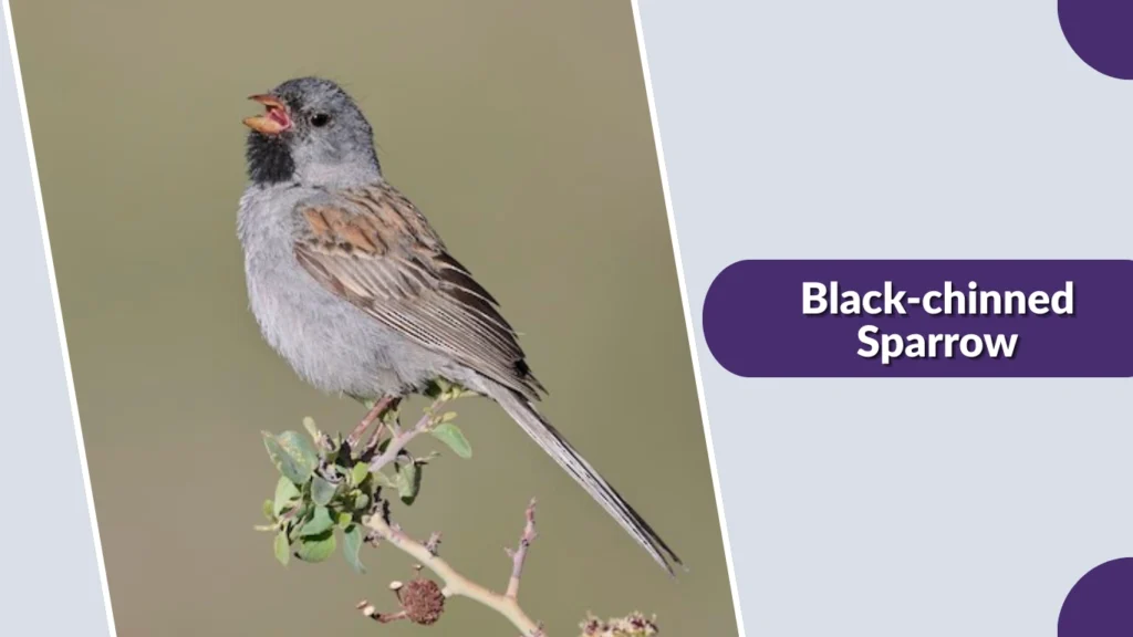 Black-chinned Sparrow