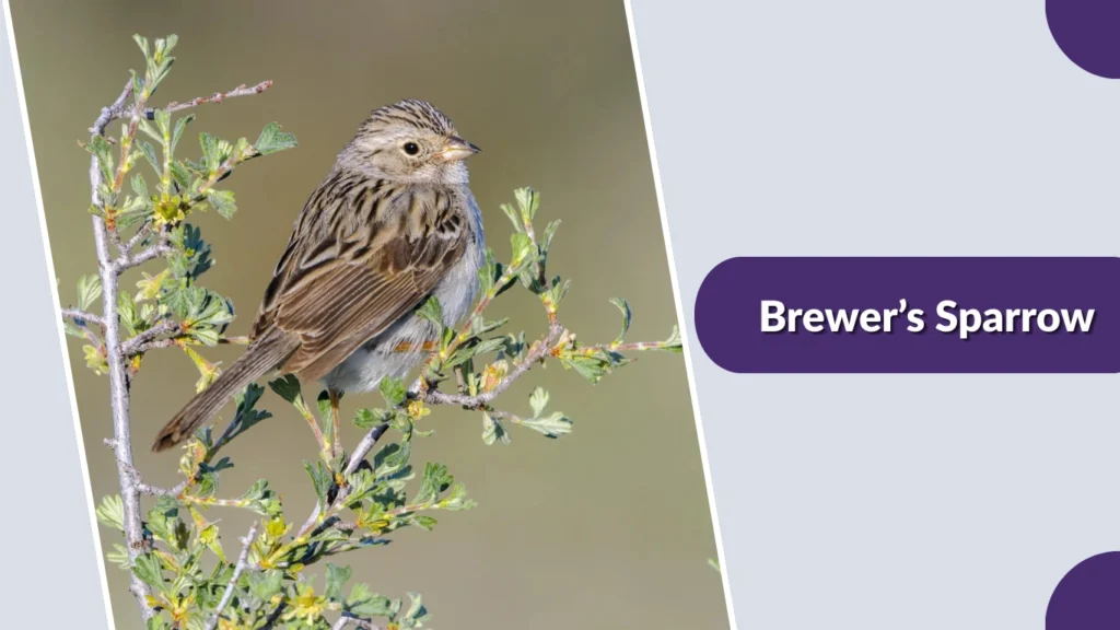 Brewer’s Sparrow