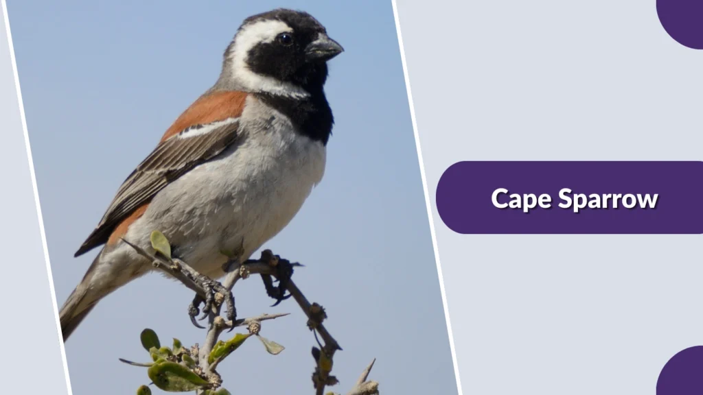 Cape Sparrow