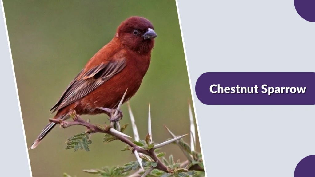Chestnut Sparrow