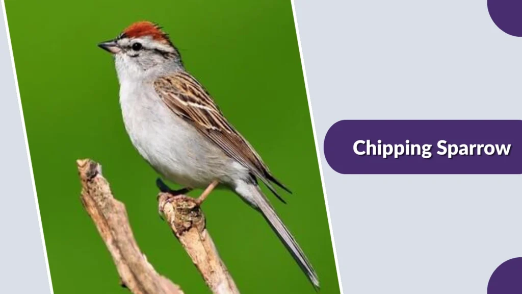 Chipping Sparrow