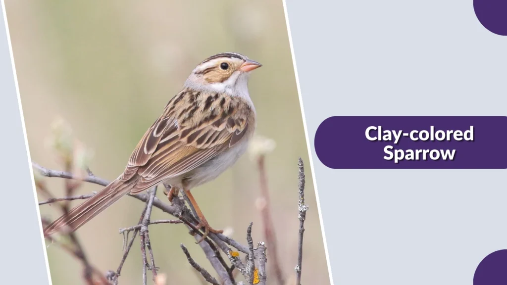 Clay-colored Sparrow