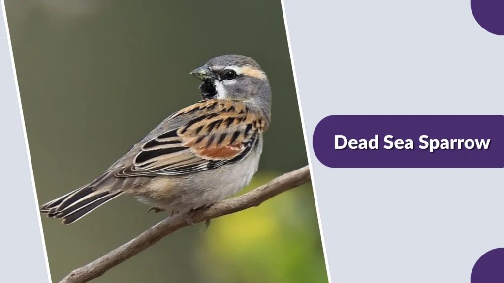 Dead Sea Sparrow