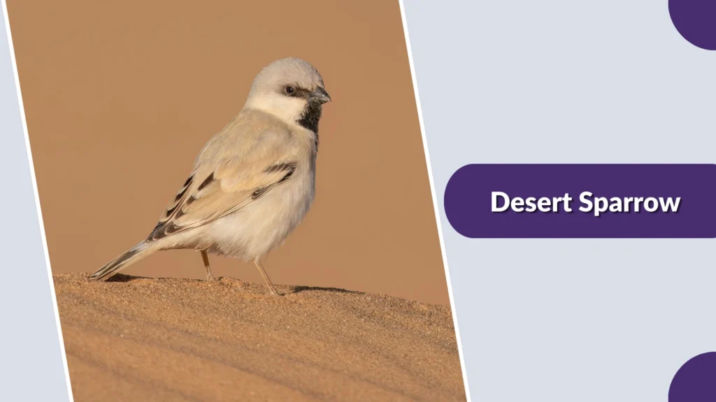 Desert Sparrow