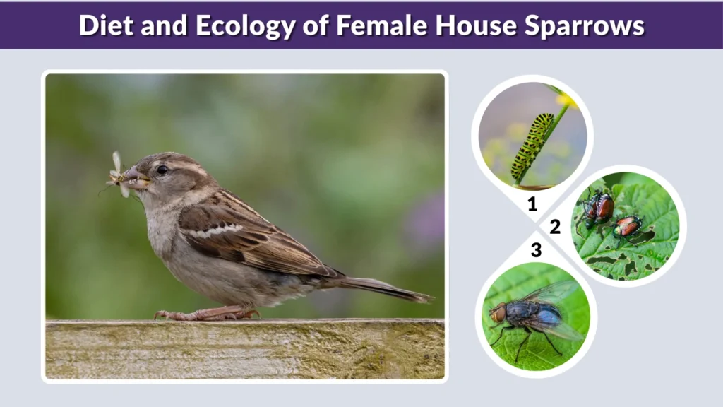 Diet and Ecology of Female House Sparrows