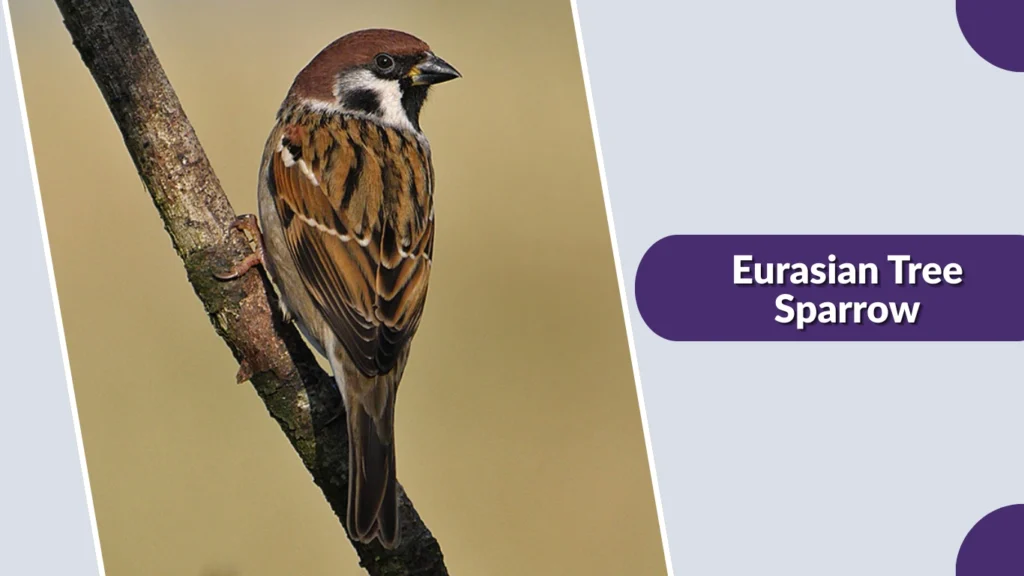 Eurasian Tree Sparrow