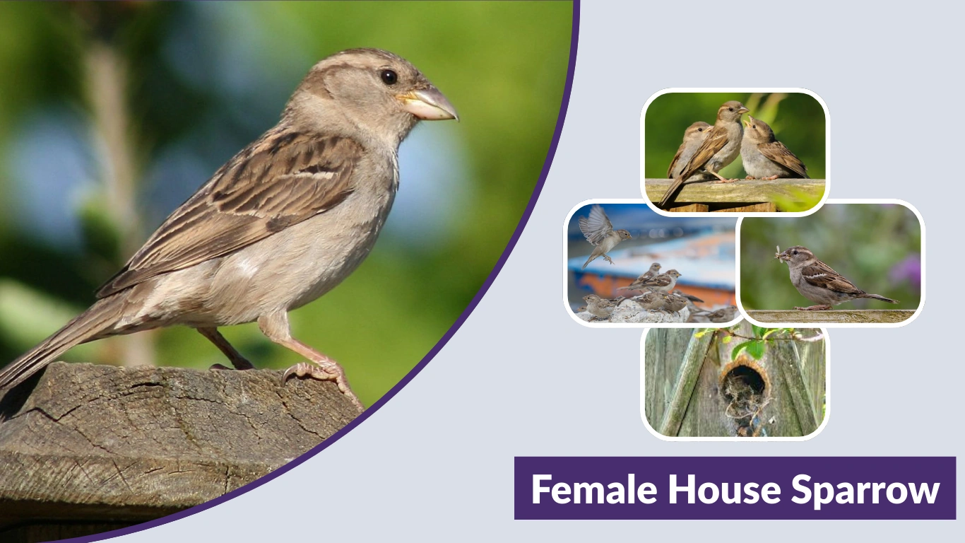 Female House Sparrow Identification & Male vs Female Differences