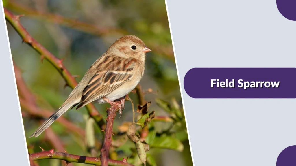 Field Sparrow