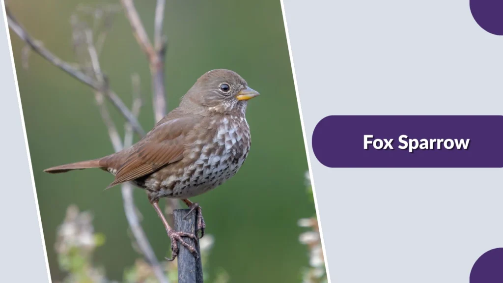 Fox Sparrow