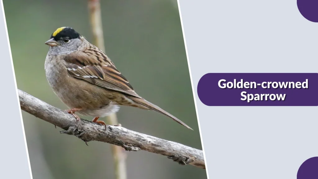 Golden-crowned Sparrow
