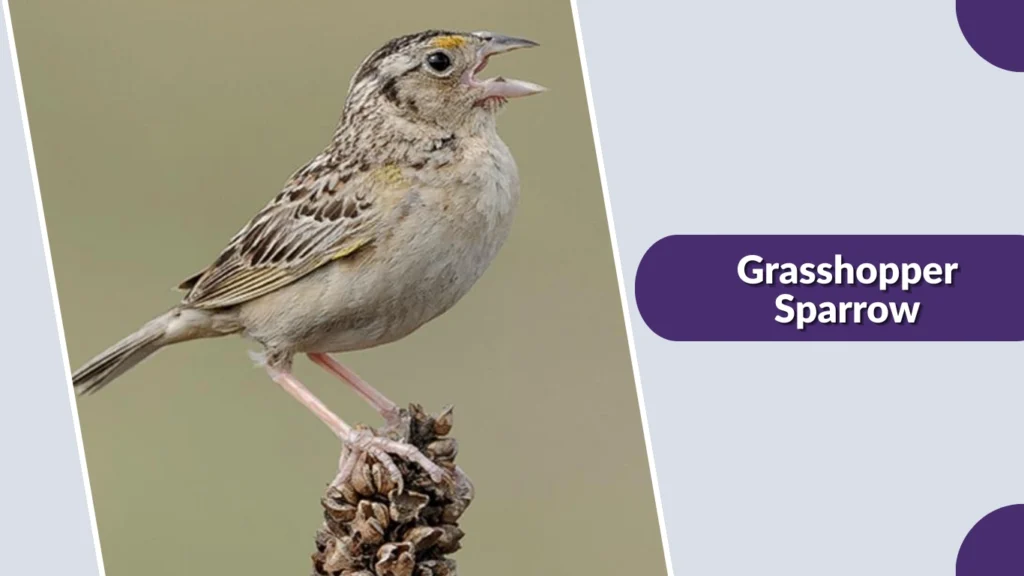 Grasshopper Sparrow