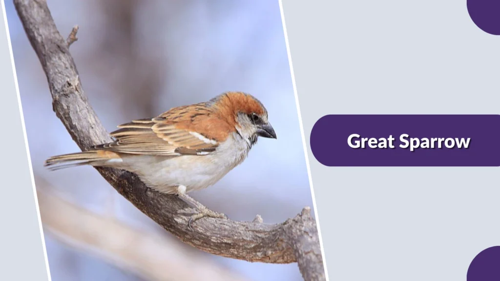 Great Sparrow