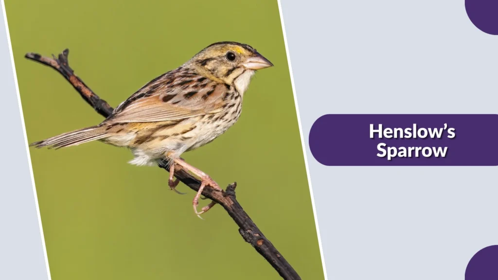 Henslow’s Sparrow