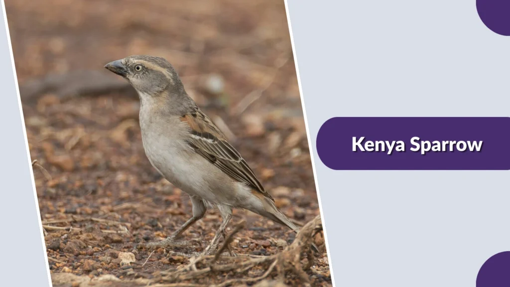 Kenya Sparrow