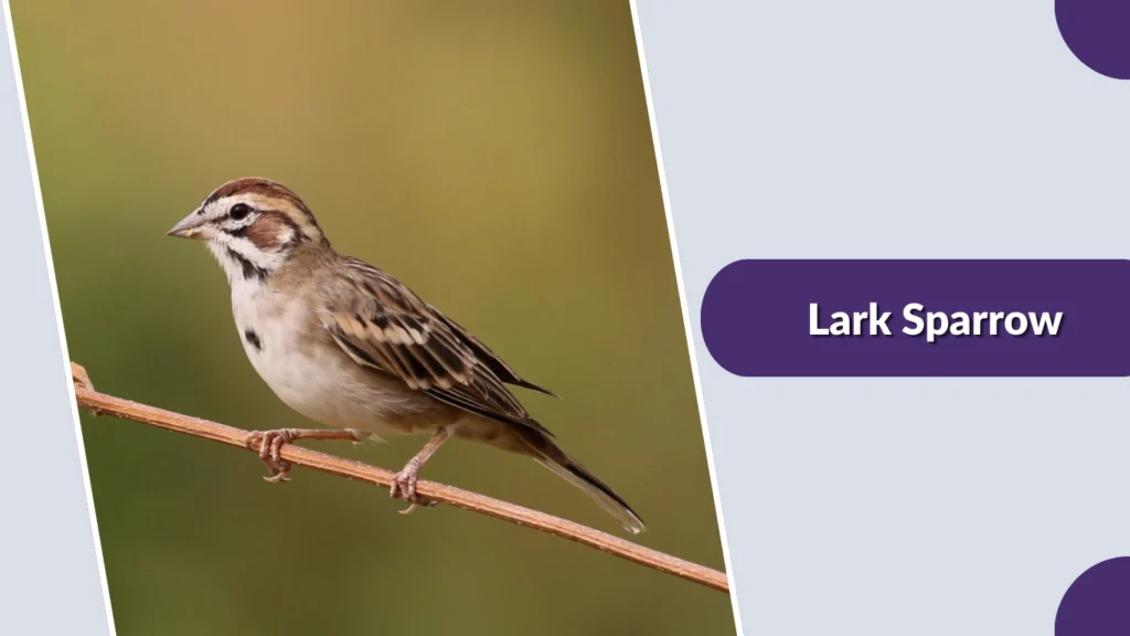 Lark Sparrow