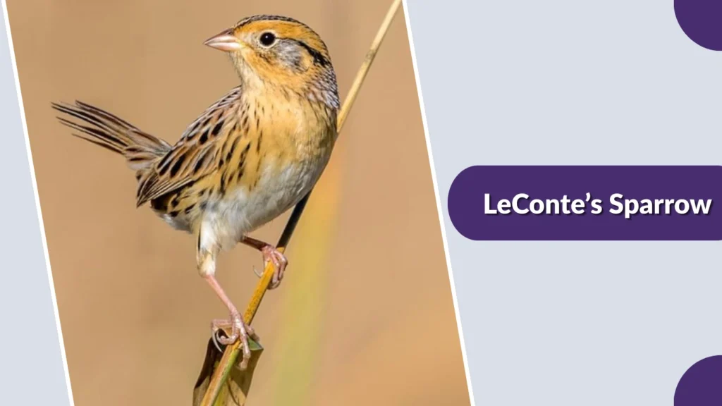 LeConte’s Sparrow