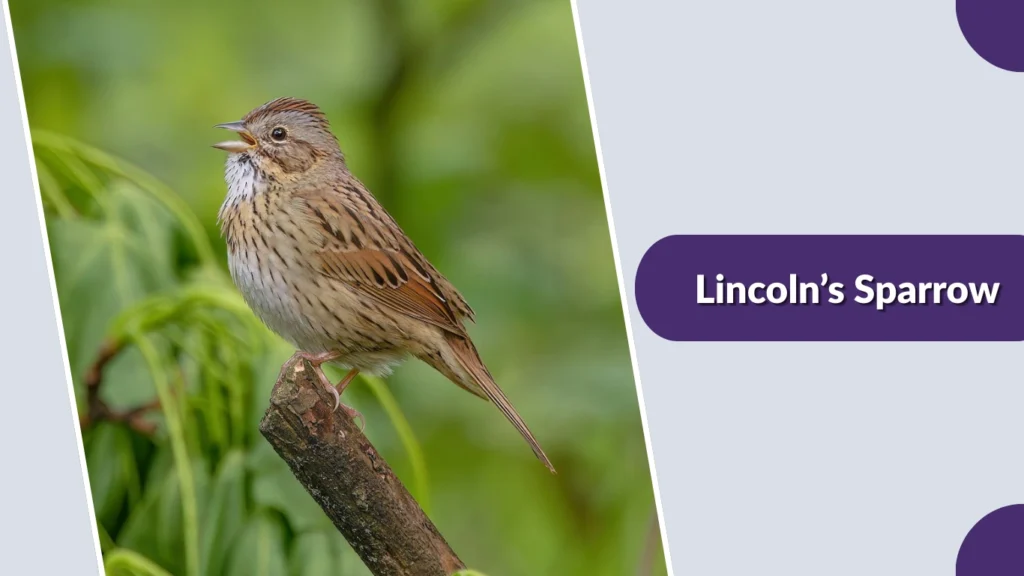 Lincoln’s Sparrow