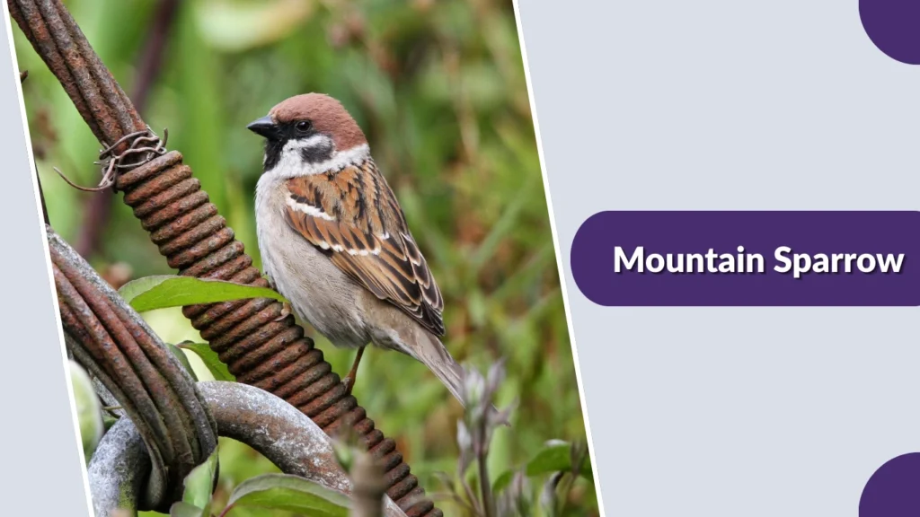 Mountain Sparrow