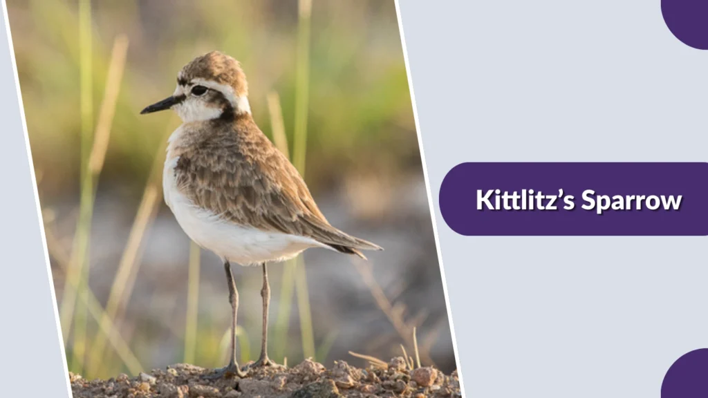 Kittlitz’s Sparrow