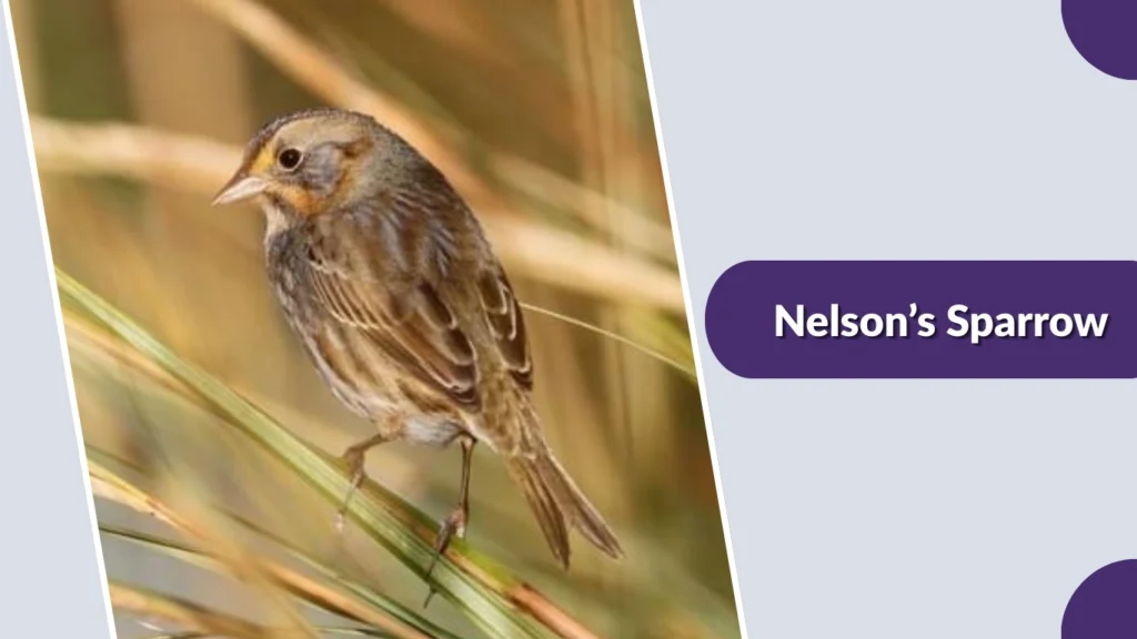 Nelson’s Sparrow