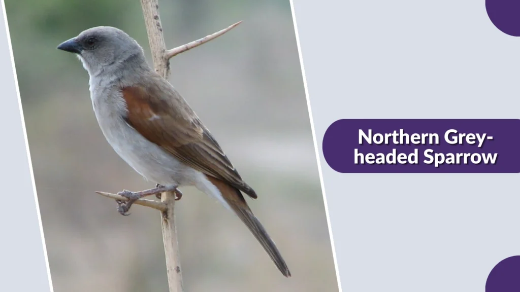Northern Grey-headed Sparrow