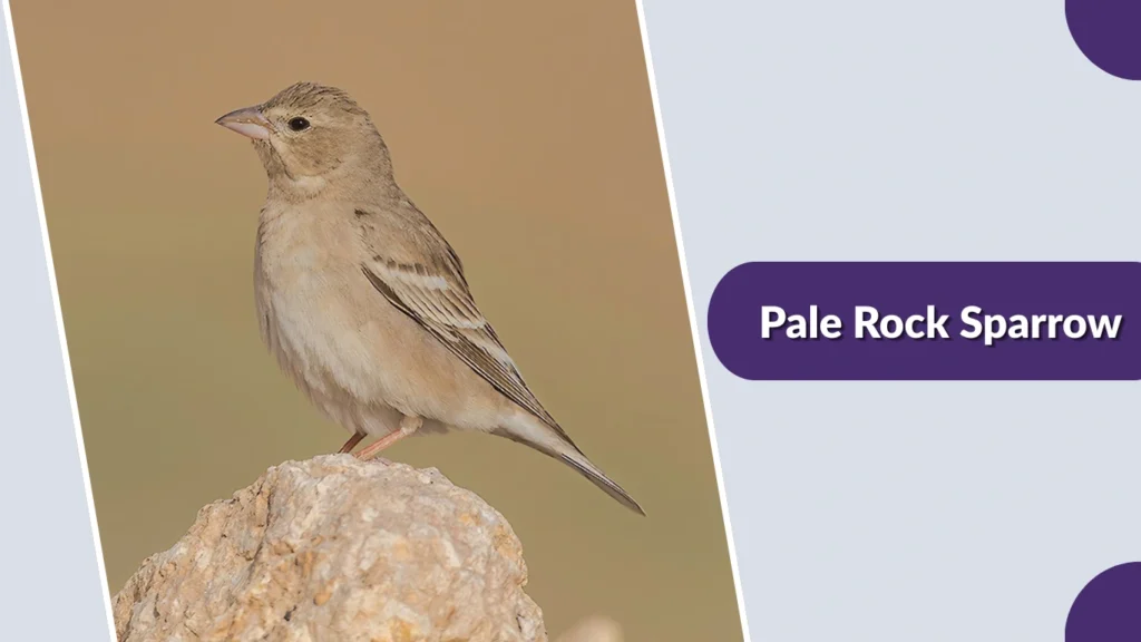 Pale Rock Sparrow