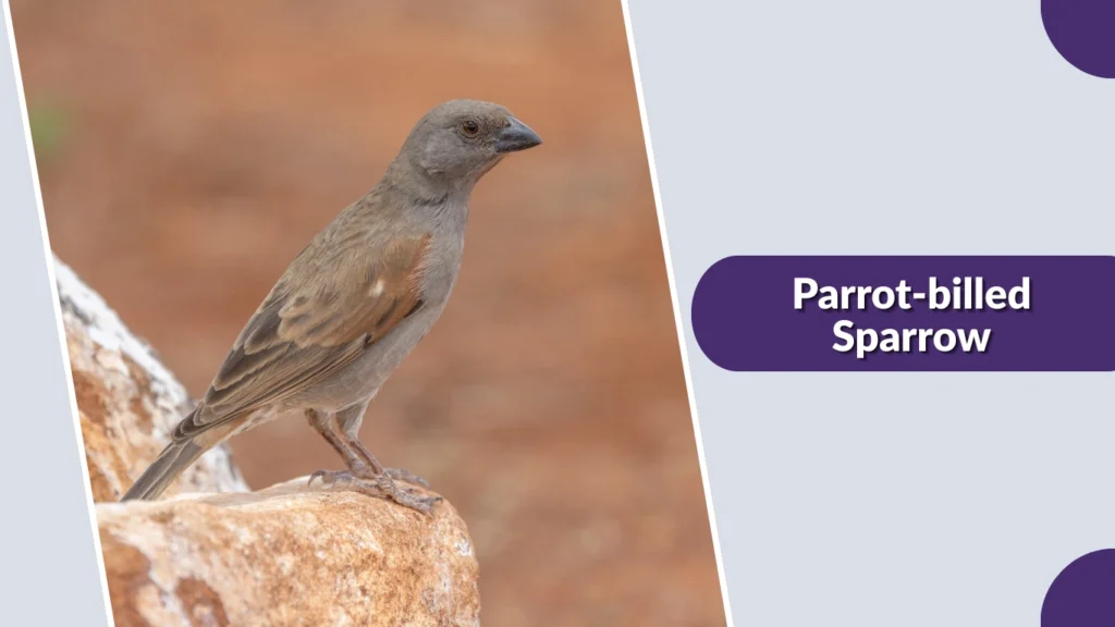 Parrot-billed Sparrow