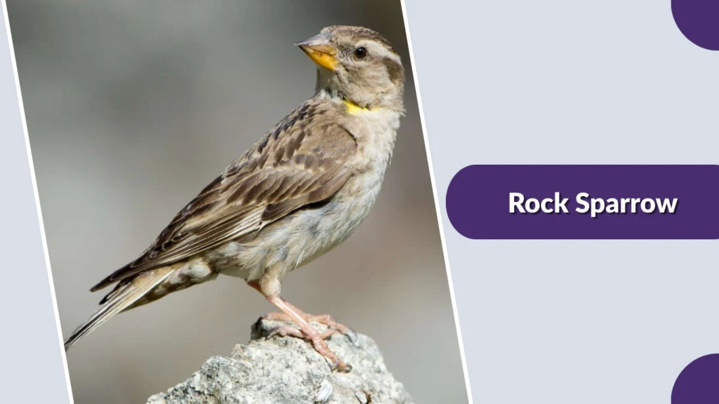 Rock Sparrow