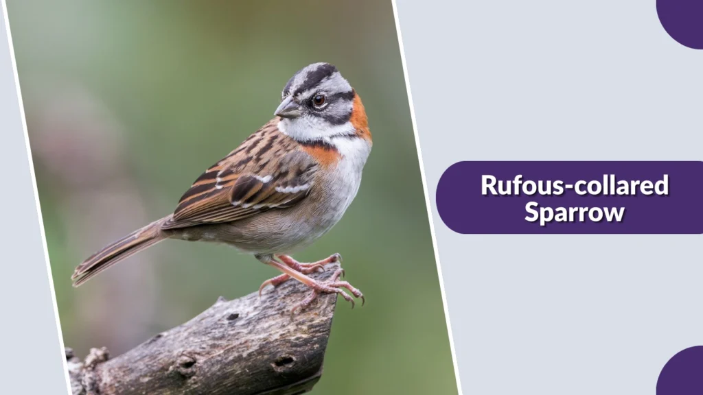 Rufous-collared Sparrow