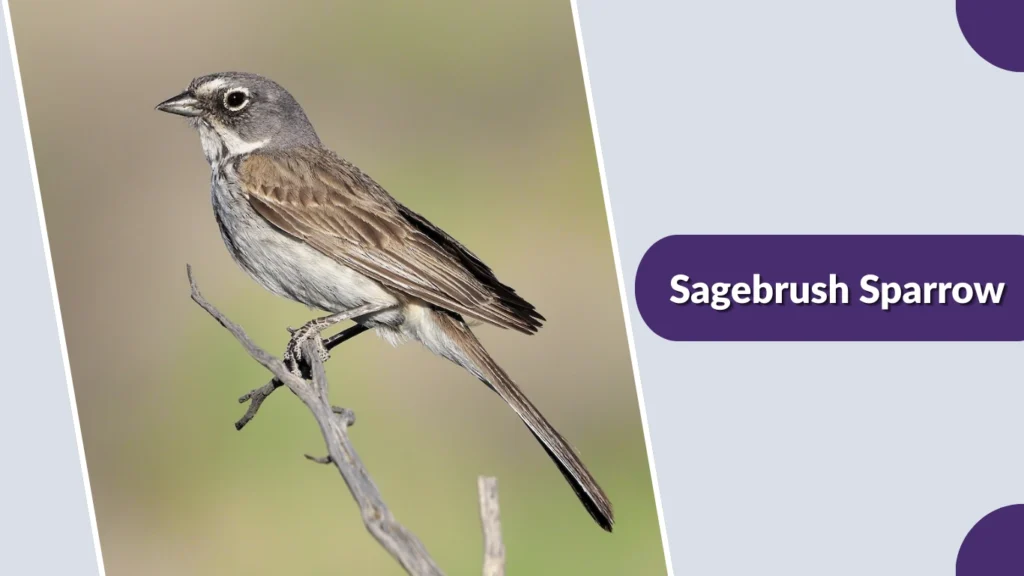 Sagebrush Sparrow