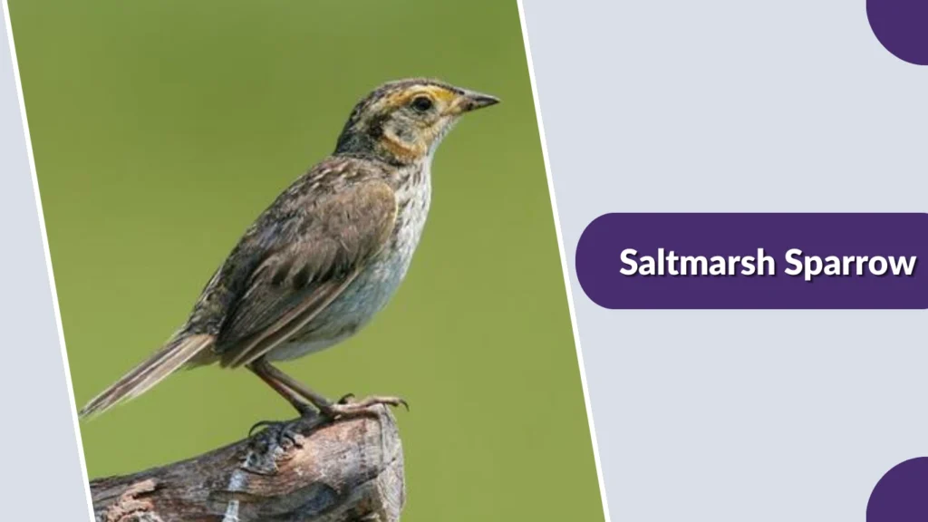 Saltmarsh Sparrow
