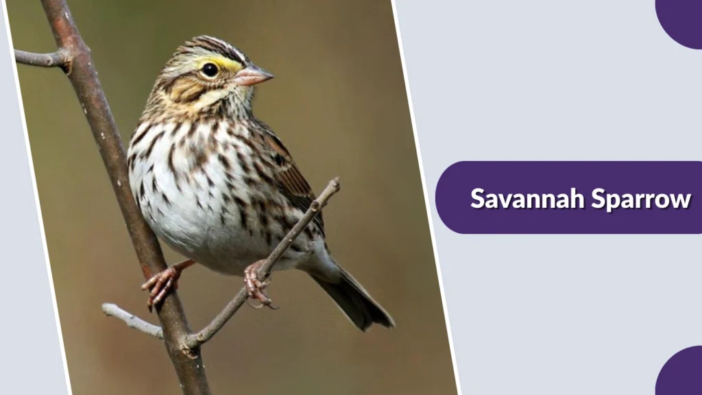 Savannah Sparrow