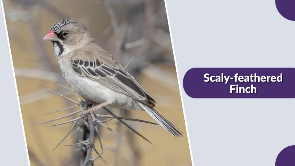 Scaly-feathered Finch