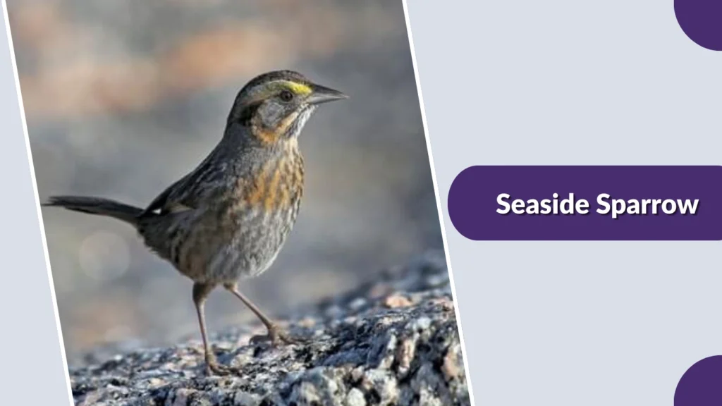 Seaside Sparrow