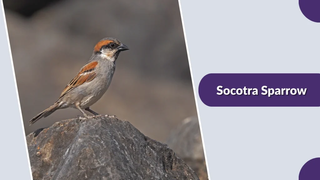 Socotra Sparrow