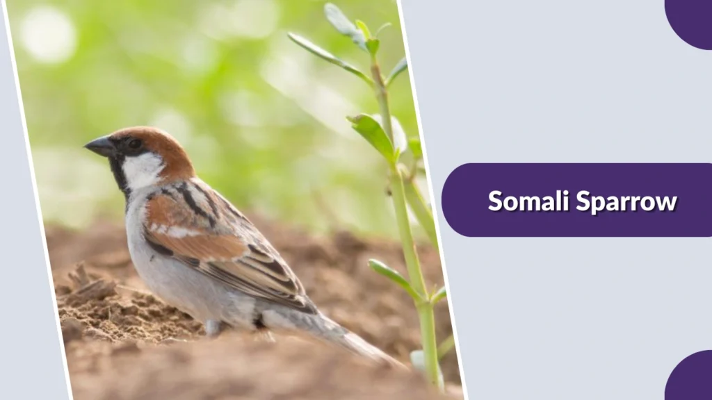 Somali Sparrow