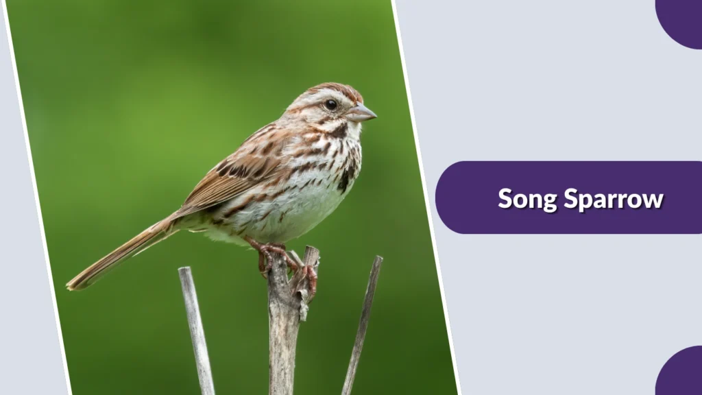 Song Sparrow