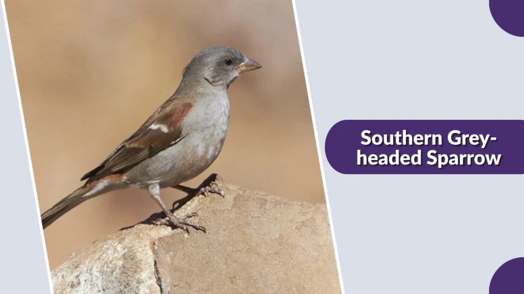 Southern Grey-headed Sparrow