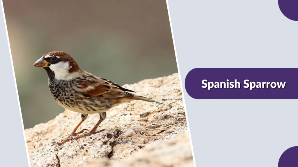 Spanish Sparrow