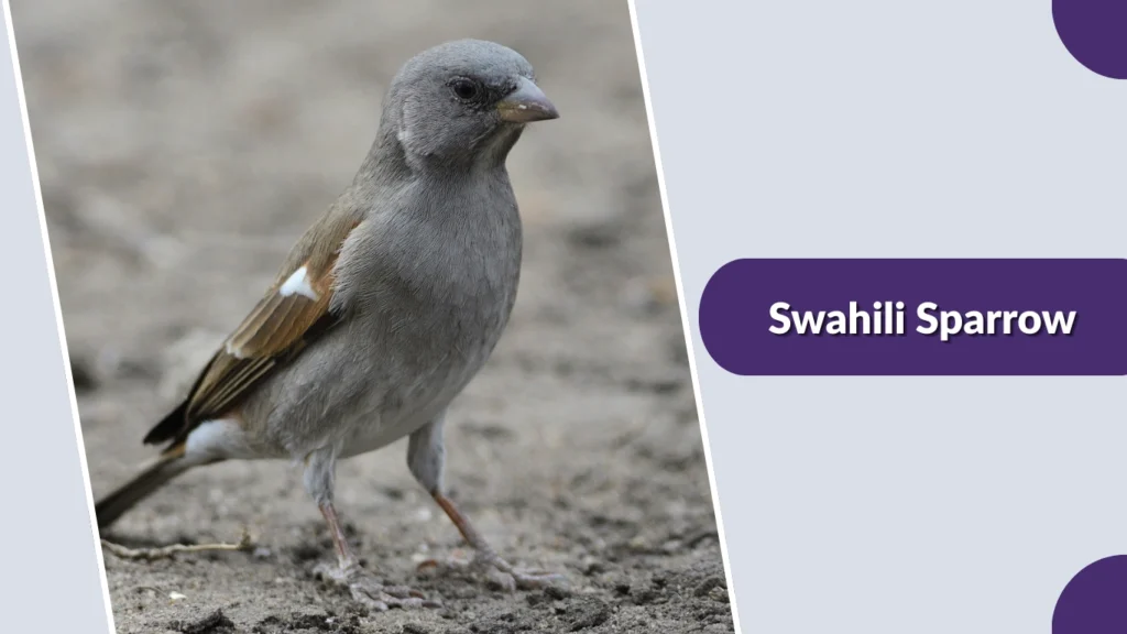Swahili Sparrow
