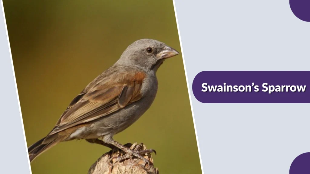 Swainson’s Sparrow