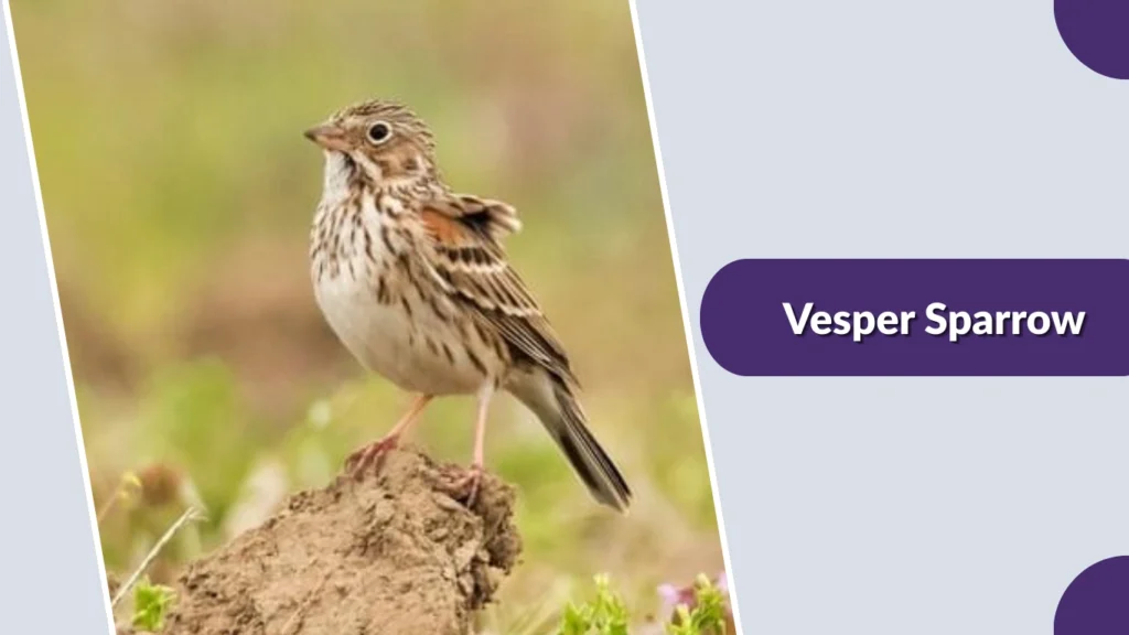 Vesper Sparrow
