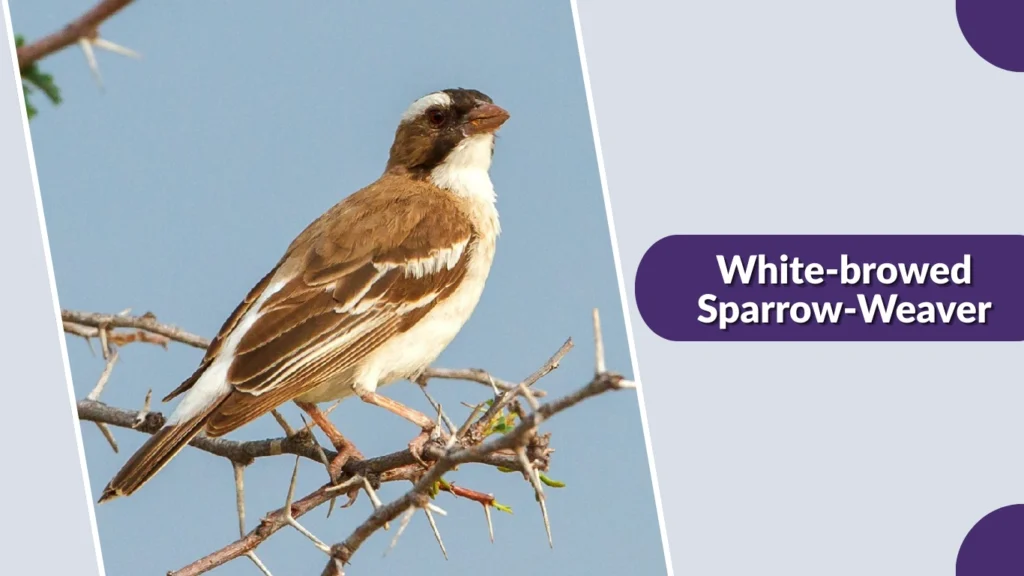 White-browed Sparrow-Weaver