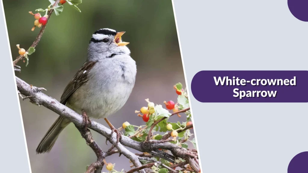 White-crowned Sparrow