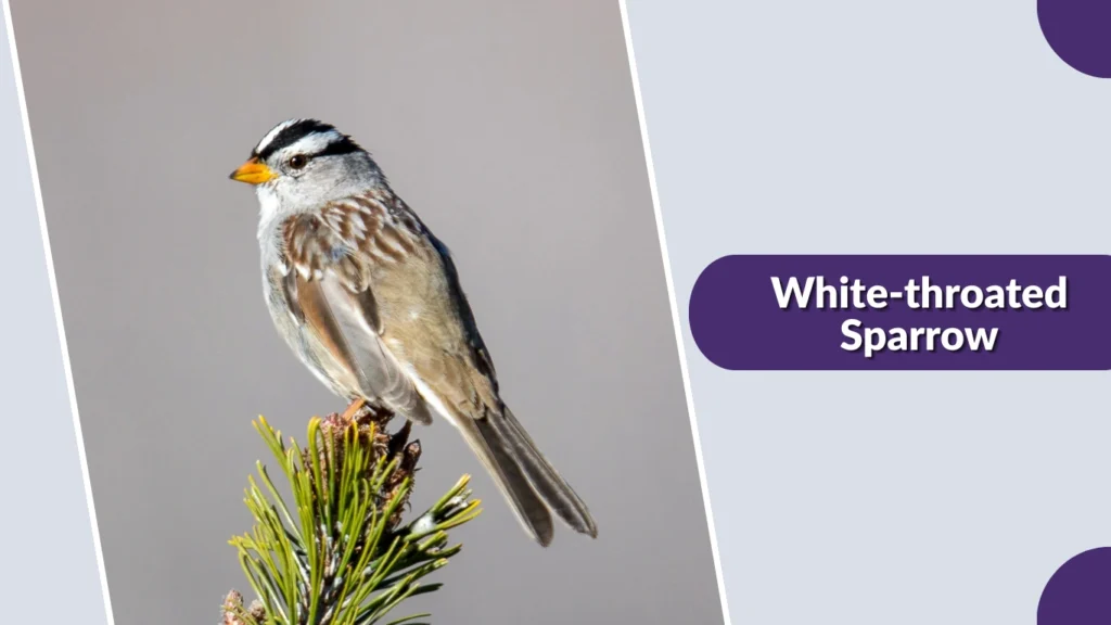 White-throated Sparrow