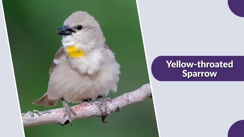 Yellow-throated Sparrow