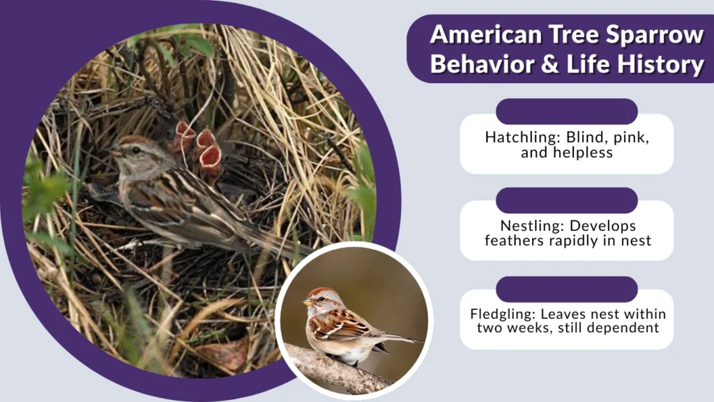 American Tree Sparrow Behavior & Life History