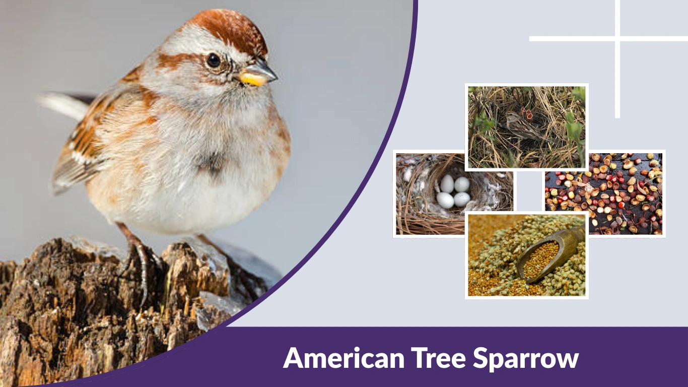 American Tree Sparrow ID, Habitat, Calls & Comparison Guide
